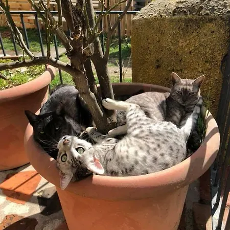 Ma Jolie Ferme Au Paradis